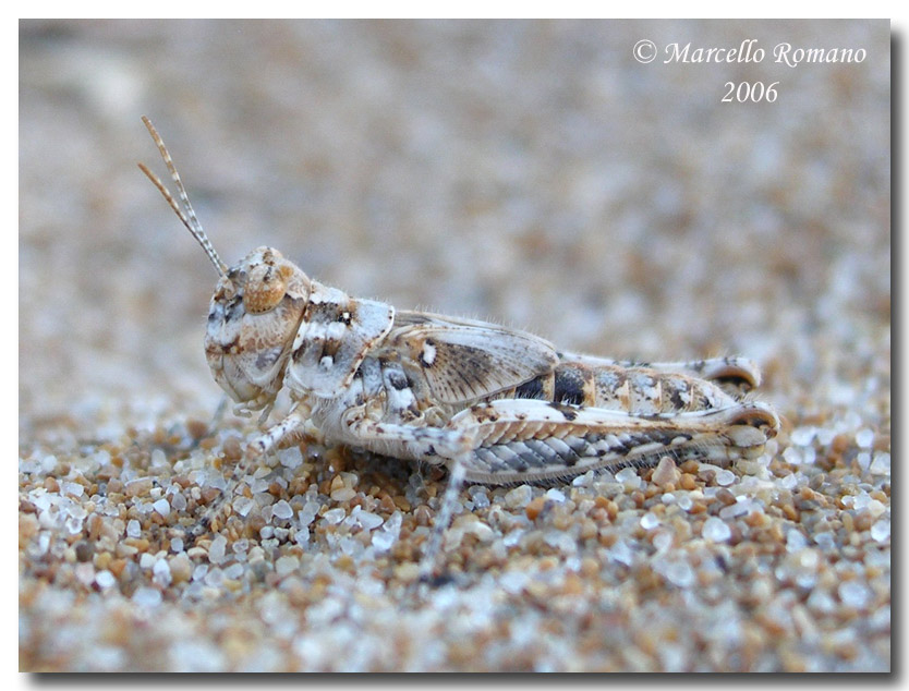 Acrotylus longipes, adulto